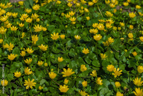 Blooming buttercups. Spring. Ukraine  