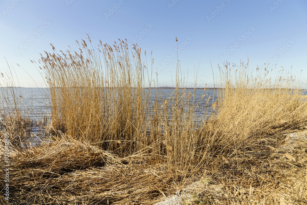 Fototapeta premium reed grass in backwater under blue sky