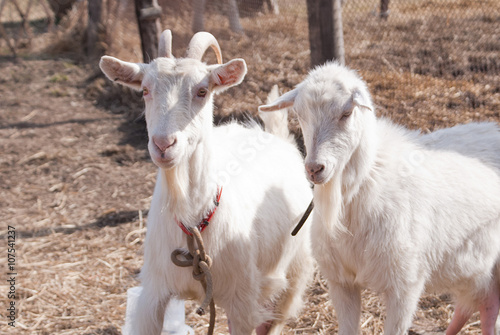 Fototapeta Naklejka Na Ścianę i Meble -  Two old goats