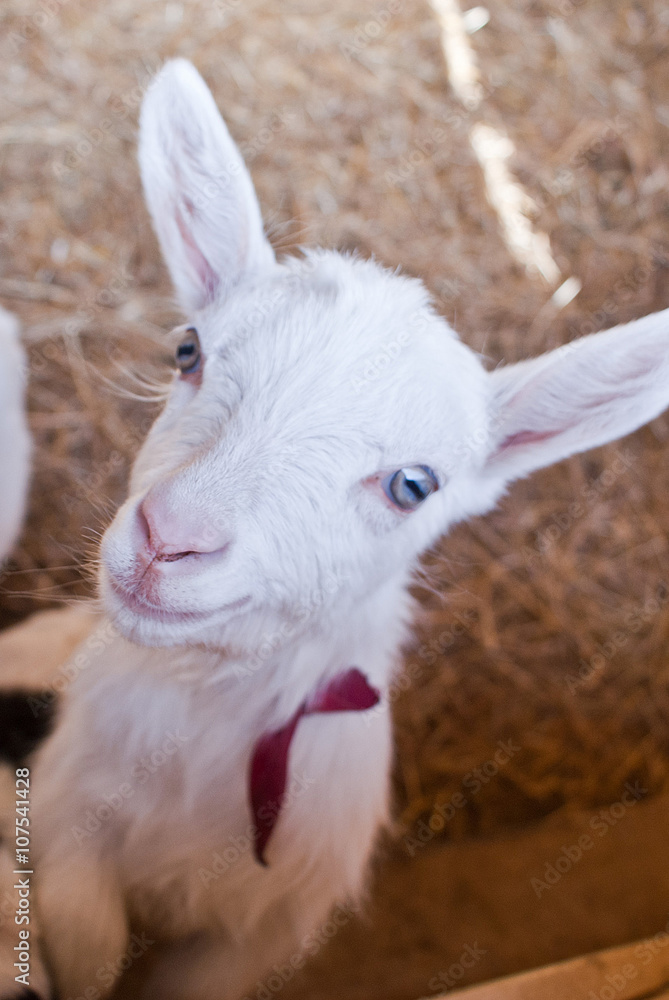 Obraz premium White baby-goat