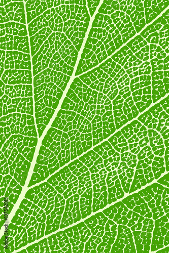 Green leaf close up. Leaf macro. Background, vector illustration