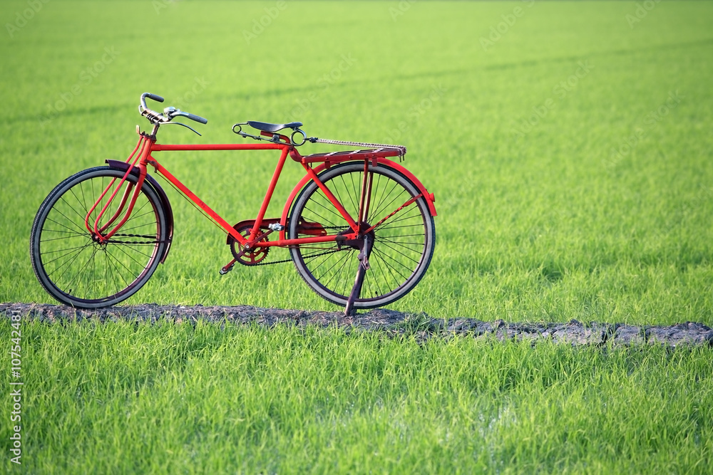 vintage bicycle in paddy field