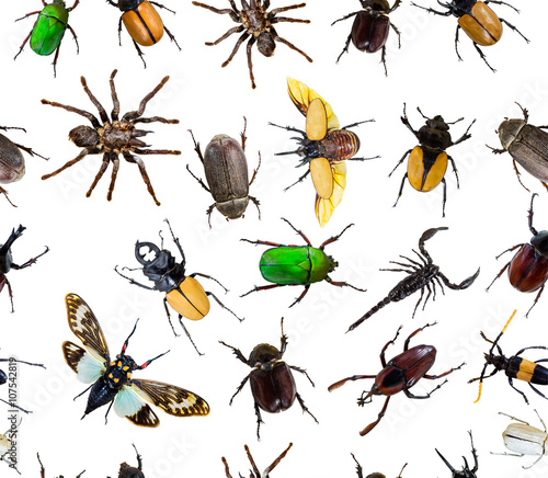 Vászonkép Seamless bug pattern