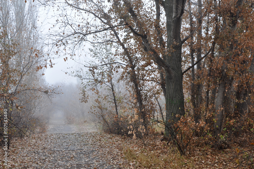 Misty autumn view with wet trees fading in air perspective