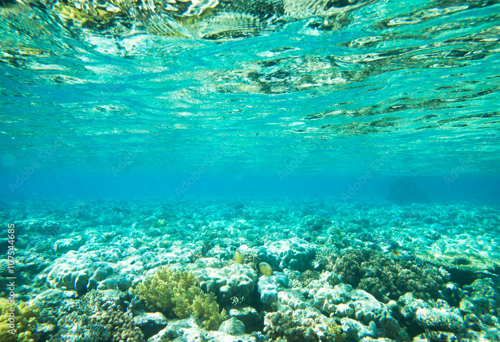 Fototapeta premium Underwater panorama with fish and coral