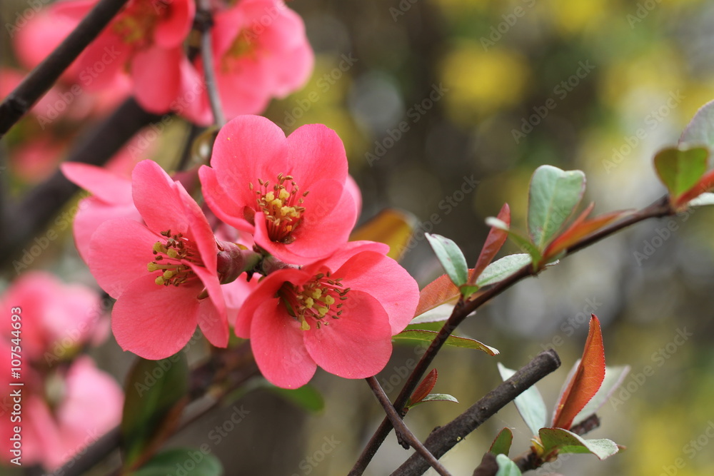 Japanese quince - Chaenomeles, small spring red flowers Japanese quince - Chaenomeles, small spring red flowers