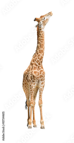 African giraffe raising head up cutout