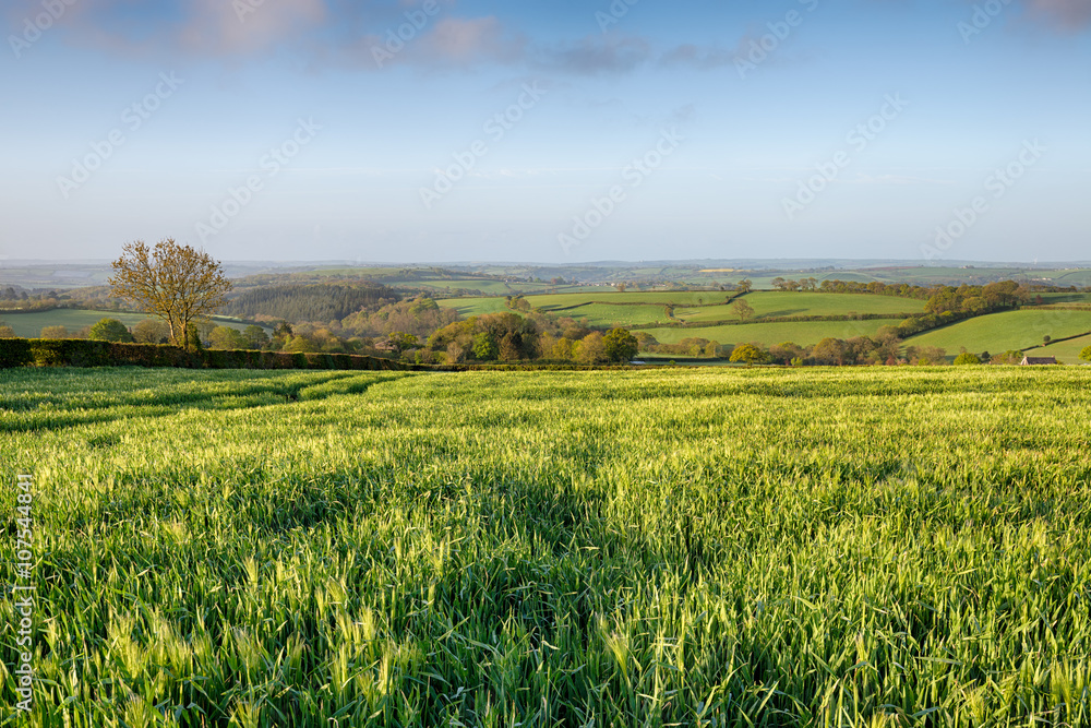 Green Countryside in Cornwall