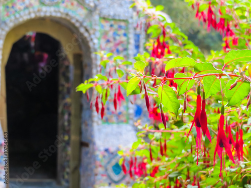 Blossoming Fuchsia against an Little Chapel, Guernsey Island, Channel Islands