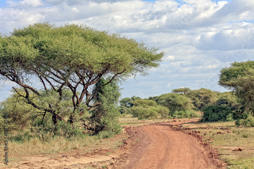 Dirt road turn between acacia growth. Serengeti National Park  Tanzania  Africa.   