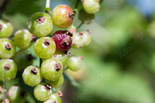 Unhealthy red garden currant in summer with blurry background