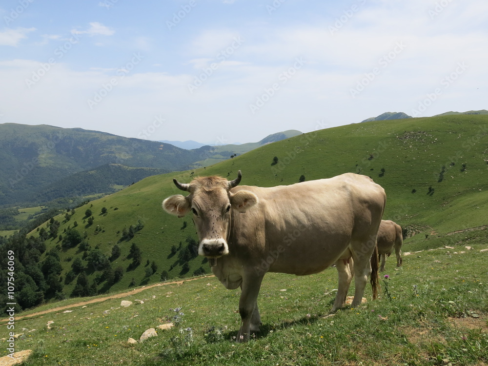 Vaca en libertad, Pirineos