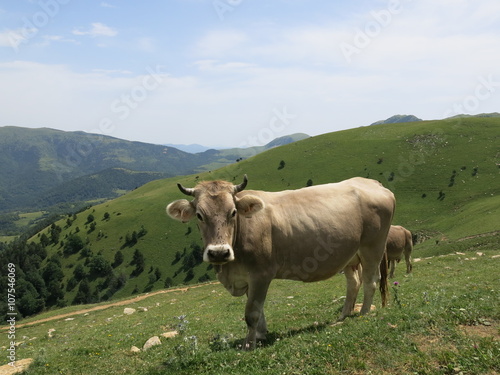 Vaca en libertad, Pirineos