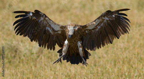 Predatory bird flies to prey. Kenya. Tanzania. Safari. East Africa. An excellent illustration. © gudkovandrey