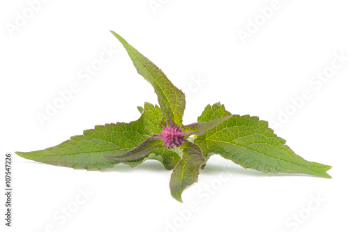 Agastache (Anise Hyssop) Blue Fortune photo