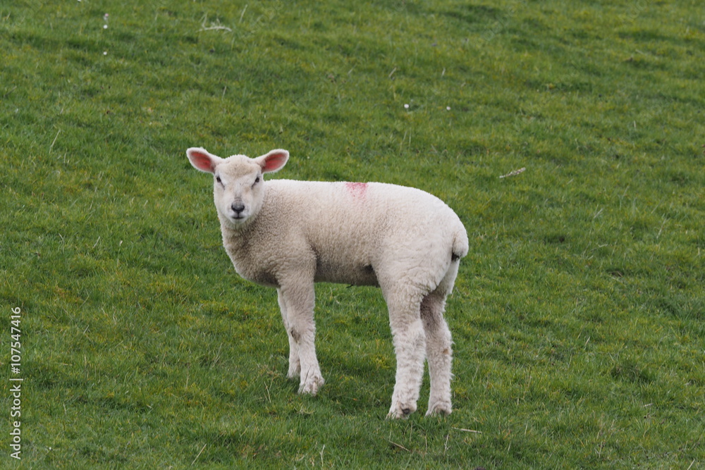 Obraz premium Kleines Lamm