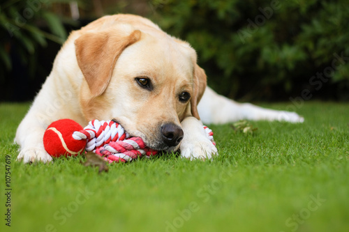 Labrador 