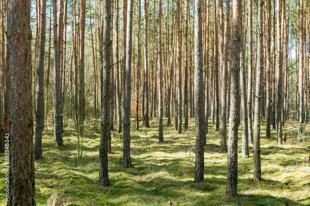 Tall trees in the forest Tall trees in the forest