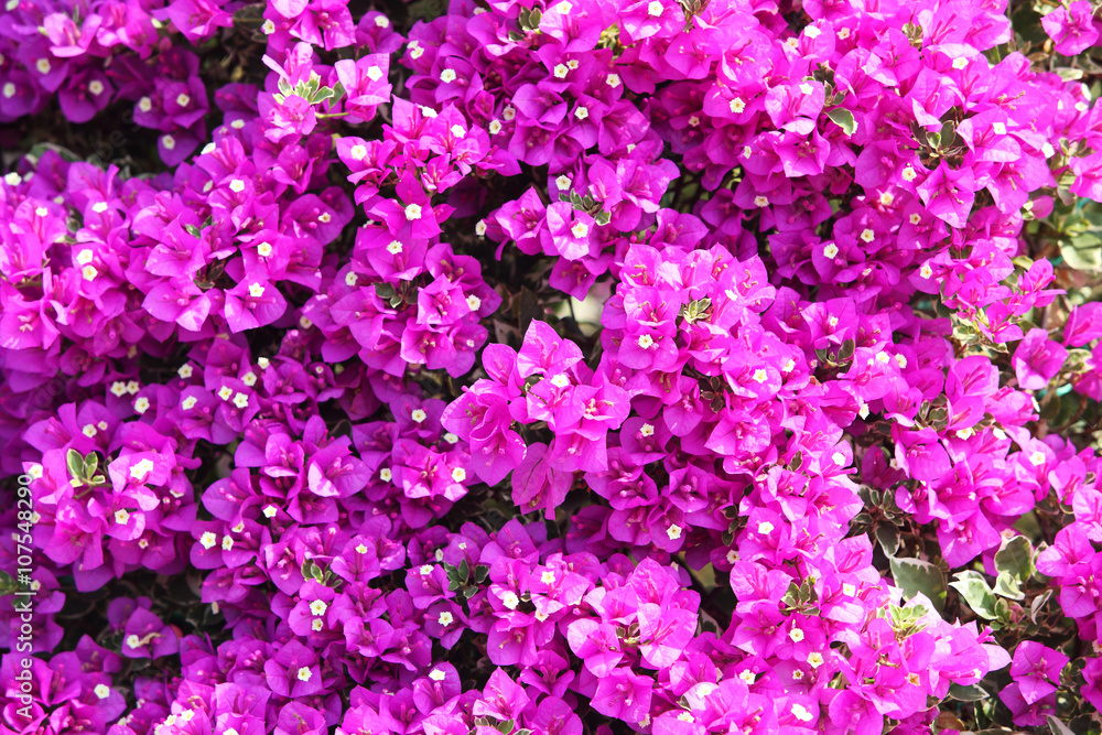 Bougainvillea flower. Bougainvillea flower.