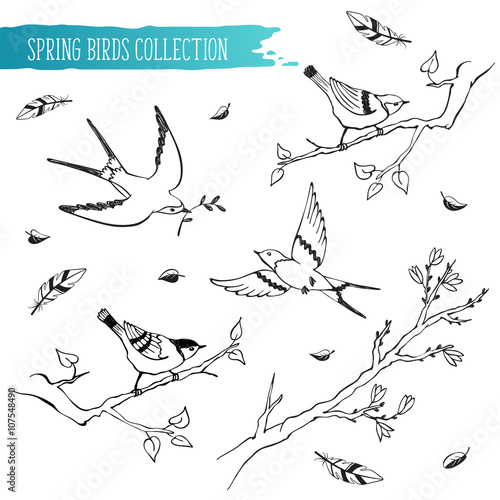 Birds sketch collection