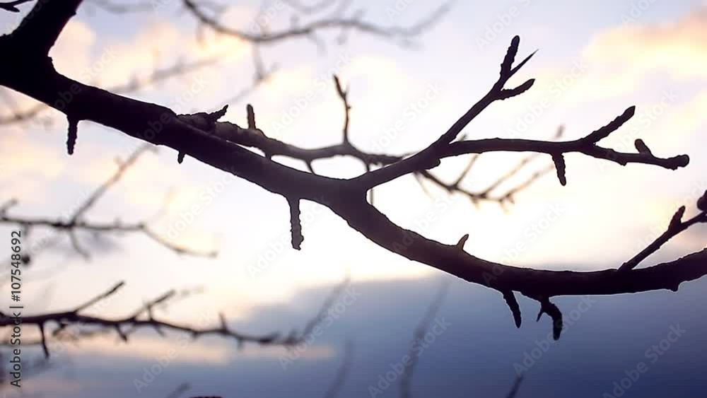 macro large branch bud pear silhouette landscape nature sunset macro large branch bud pear silhouette landscape nature sunset