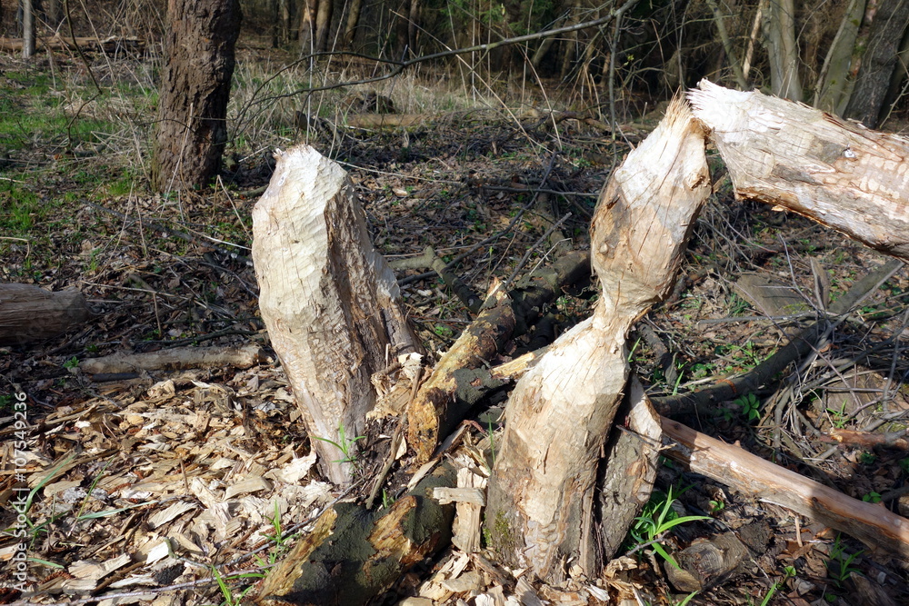trees bitten by beavers trees bitten by beavers