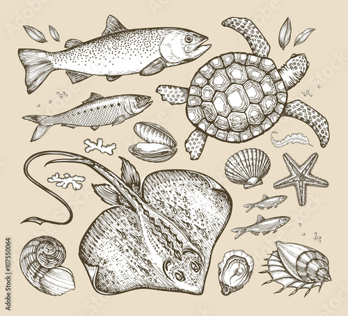 sea animals. hand-drawn sketches fish, trout, herring, turtle, stingray, scallop, anchovy, clam, shell, starfish. vector illustration