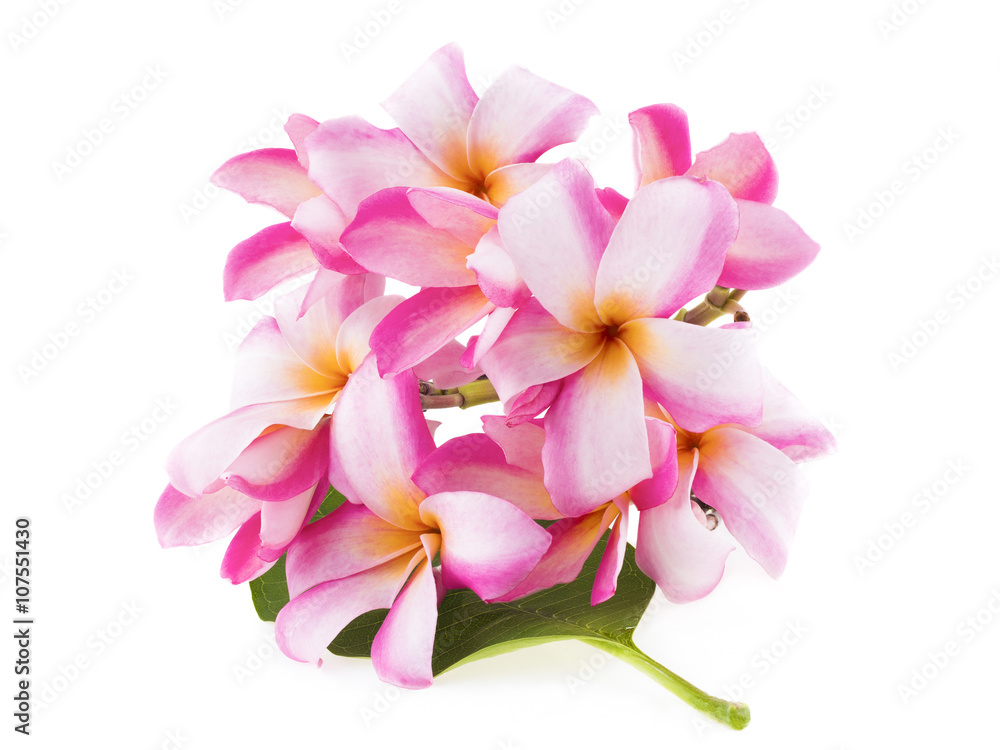 beautiful plumaria flowers on white