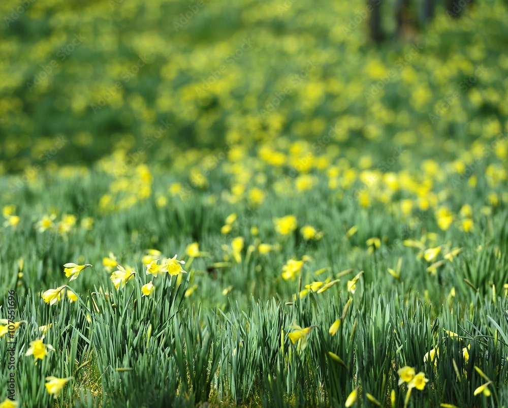 Field of Spring Flowers Field of Spring Flowers