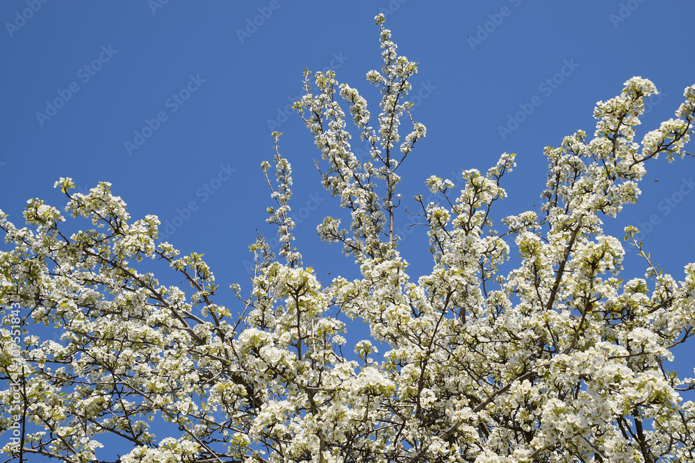 Blooming wild pear in the garden Blooming wild pear in the garden