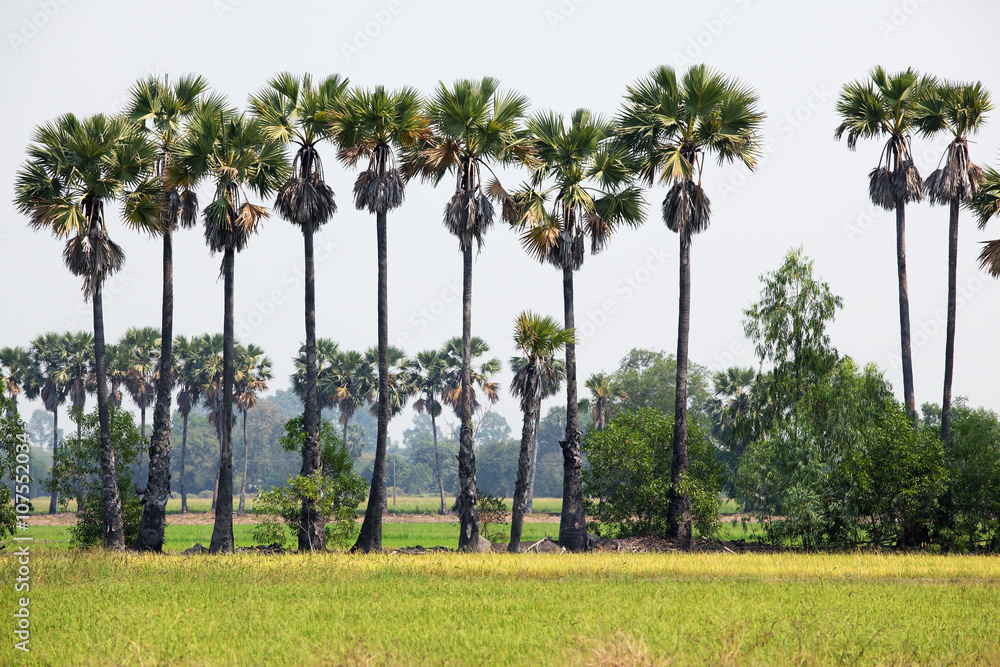 sugar palm in paddy field.