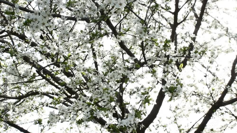 Flowering fruit trees. Apricot. Plum. Peach. Flowering fruit trees. Apricot. Plum. Peach.