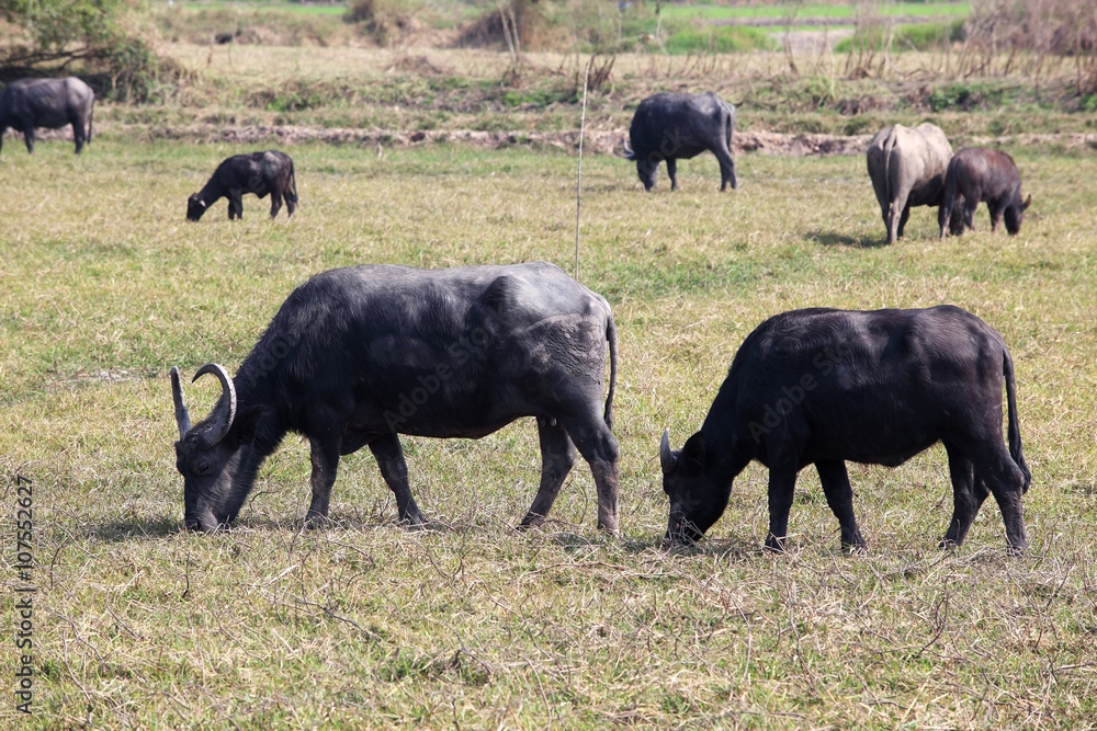 water buffalo in field. water buffalo in field.