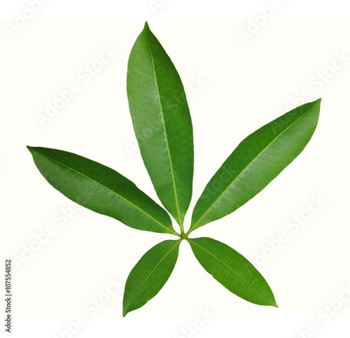 natural star shape leaves isolated on white background