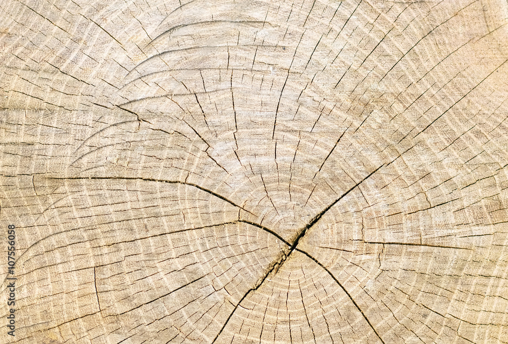 Fototapeta premium koła na pniu drzewa, tekstura drewna