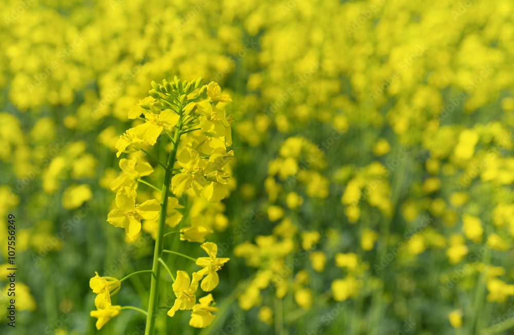 Rape Flower Rape Flower