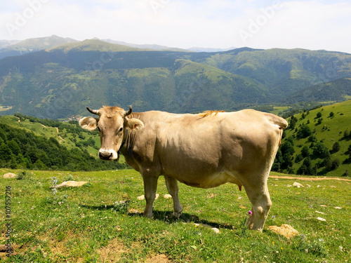 Vaca en libertad, Pirineos