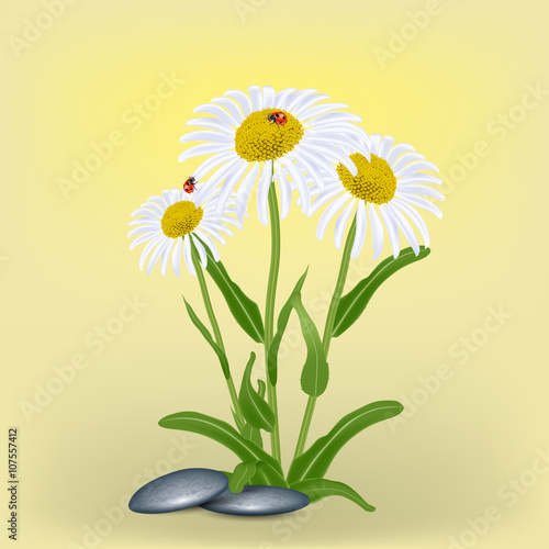 Chamomile, camomile flower, ladybug, stone. Realistic vector illustration