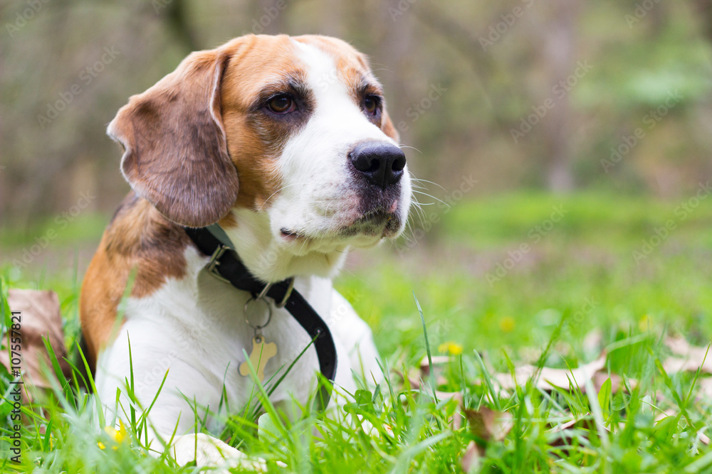 Curious Beagle dog