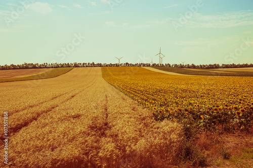 Cereal and Sunflowers Fields view