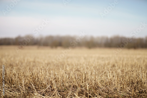 Fototapeta closeup photo of dry gras on rural field in early spring with forest behind, sha