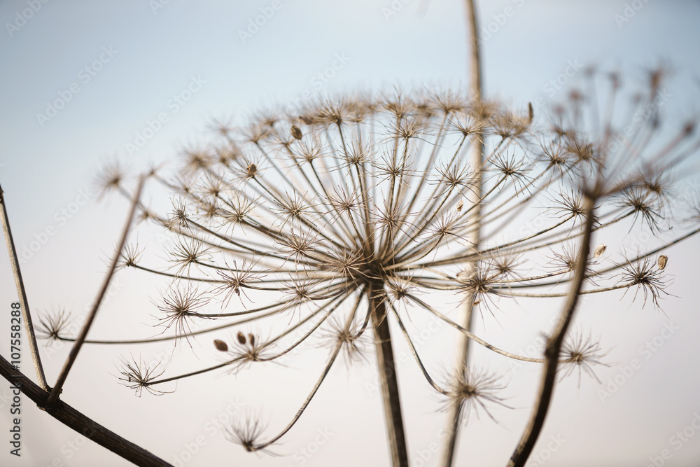 dry cow parsnip plant on field in early spring, shallow focus