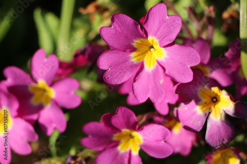 Primevère denticulée rose
