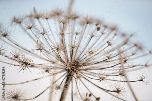 dry cow parsnip plant on field in early spring, shallow focus © GCapture