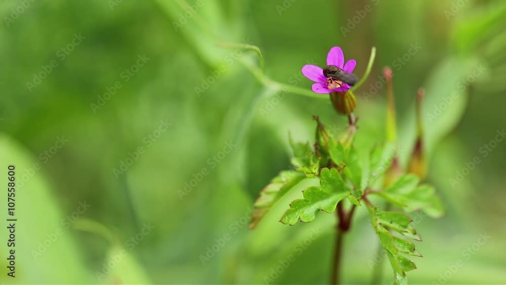 a fly on a Geranium Purpureum wild flower in the countryside on a green background a fly on a Geranium Purpureum wild flower in the countryside on a green background