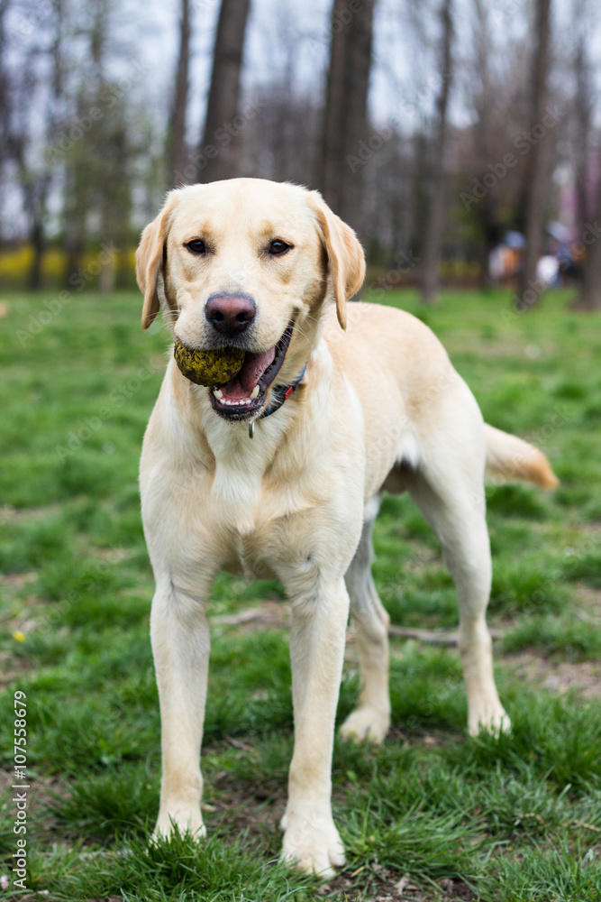 Beautiful labrador retriever dog in the park Beautiful labrador retriever dog in the park