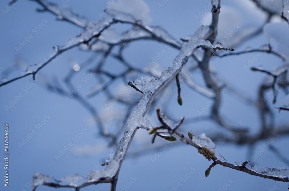 Ice Blue Twigs