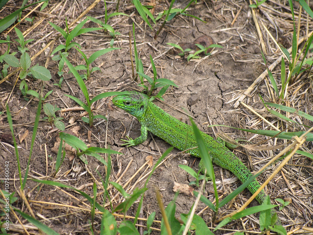 Green lizard (lacerta) watching in  grass