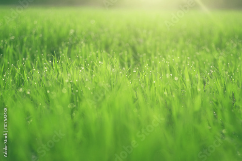 Spring bright and juicy green grass background, with soft sunlight.