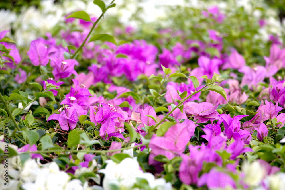 purple flower background 3588